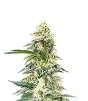 Frostbanger Auto Seeds