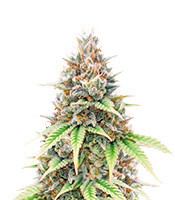 Critical Auto (Herbies Seeds)