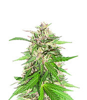 Jealousy Kush Seeds (Seedkeepers)