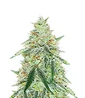Orange Cream Pop Seeds (Humboldt Seed Company)