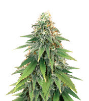 Godzilla Original Glue GG#4 Seeds (Herbies Seeds)