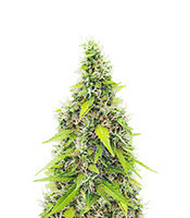 Auto GG#4 Original Glue F1 Seeds (Seedkeepers)