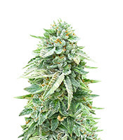 Dozy Doz Seeds (AlphaFem Seeds)