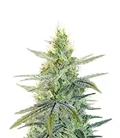 Apple Fritter Seeds (Barney's Farm)