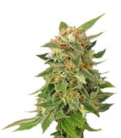 Ginger Punch Auto Seeds