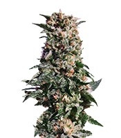 La Blanca Seeds