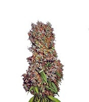 Afrodite cannabis strain