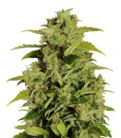 Mikromachine Auto Seeds