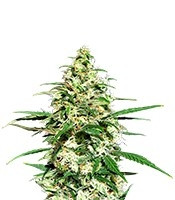 Amnesi-K Lemon strain