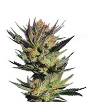 Gypsy Kush Seeds
