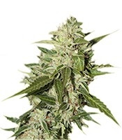 Auto Mazar Seeds