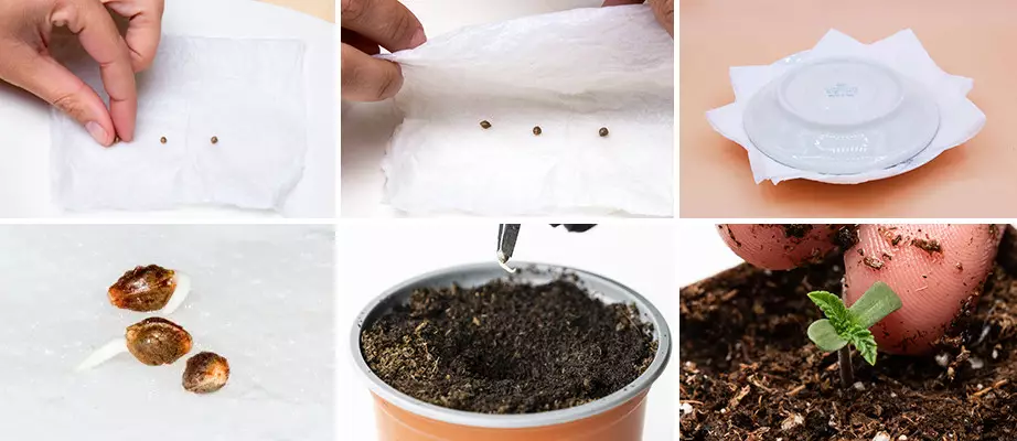 How To Germinate High-CBD Marijuana Seeds high cbd seeds