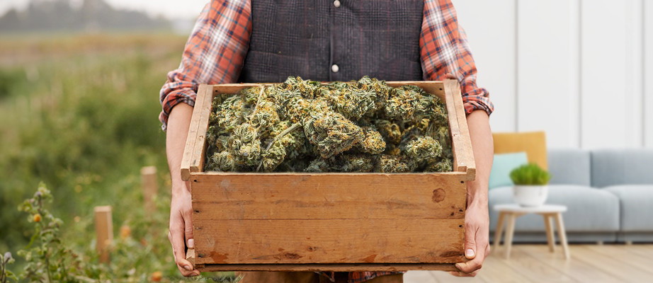 high yielding cannabis strains
