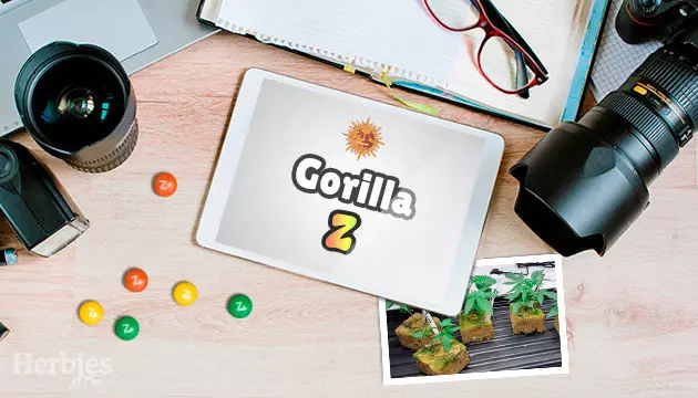 Gorilla Zkittlez Grow Report