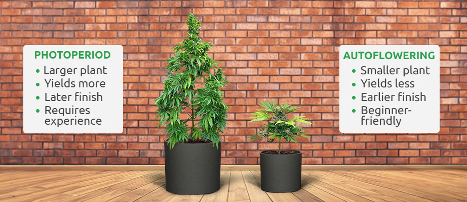 indoor cannabis seeds