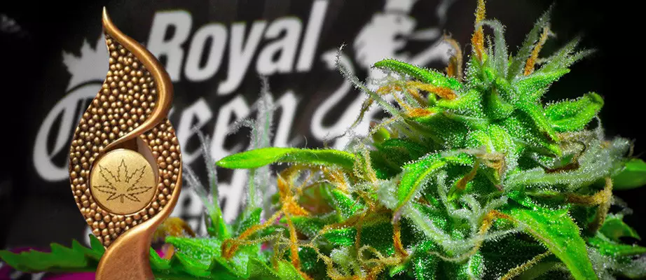 Cannabis strains by Royal Queen Seeds Royal Queen Seeds cannabis seeds