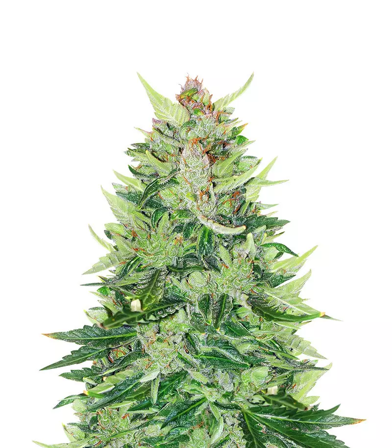 CBD Lemon Auto strain CBD Lemon Auto