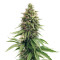 CBD Blue Shark Seeds