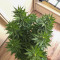 CBD Blue Shark Seeds