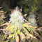 CBD Blue Shark Seeds