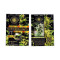 Northern Lights Seeds (Vision Seeds)