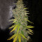 G13 Haze Seeds