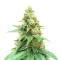 Train Wreck Seeds from Green House Seeds - Cannabis Strain Seeds for Sale