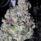 Train Wreck Seeds from Green House Seeds - Cannabis Strain Seeds for Sale