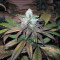 Train Wreck Seeds from Green House Seeds - Cannabis Strain Seeds for Sale