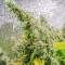 Purple Haze 1 Seeds