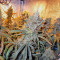Liberty Haze Seeds