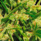 Northern Lights Seeds (Vision Seeds)