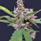 CBD Blue Shark Seeds