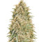Northern Lights Seeds (Vision Seeds)