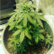 Northern Lights Seeds (Vision Seeds)