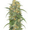 Green Crack Seeds (Humboldt Seeds Organization)