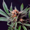CBD Blue Shark Seeds