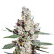 L.A. Amnesia Seeds
