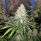 The Incredible Bulk Seeds (Dr. Krippling Seeds)