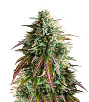 Girl Scout Cookies Auto feminized seeds (Auto Seeds)