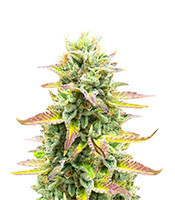 Tropicana Cookies Fast Flowering Feminized Seeds (Fast Buds)