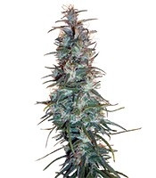 dr grinspoon Seeds For Sale