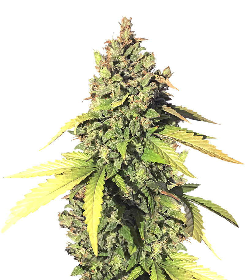 Gorilla Glue Auto Gorilla Glue Auto free seeds