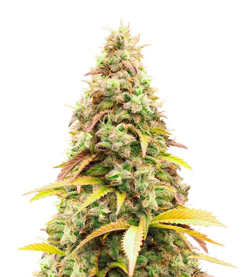 Gorilla Glue: Knock-Out Potency Gorilla Glue: Knock-Out Potency