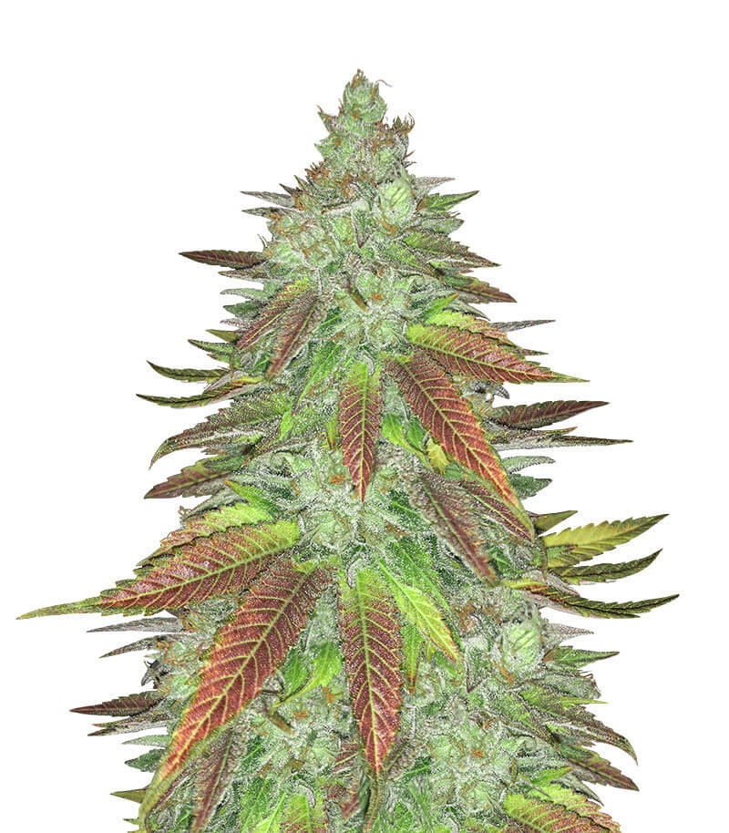 Z: Extra Zesty z: extra zesty