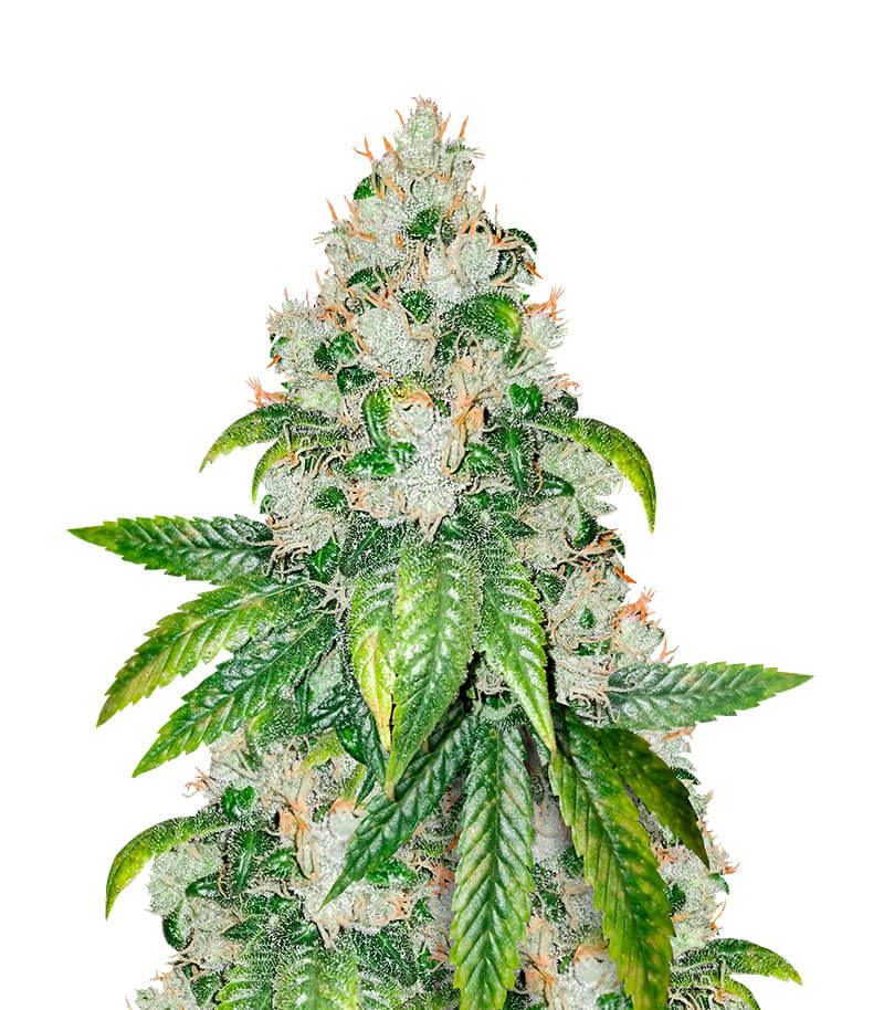 Amnesia lemon strain Amnesia Lemon