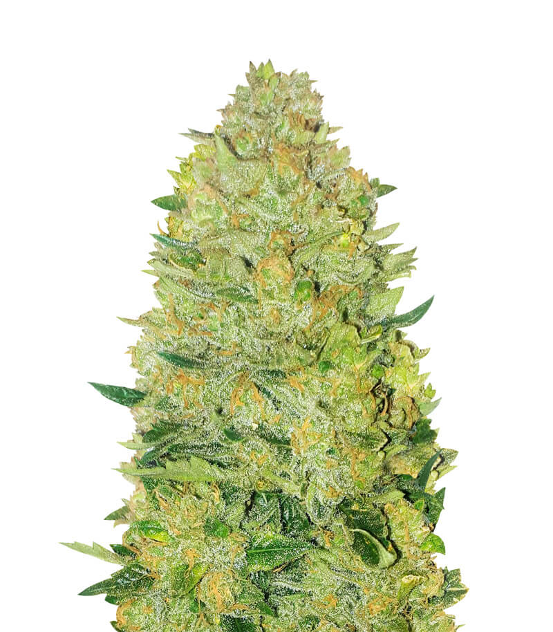 Z Auto z auto: tiny mood booster